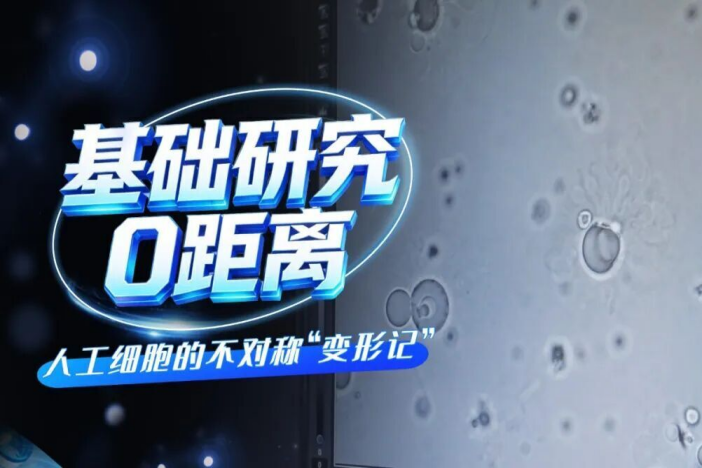 不再“复制粘贴”！人工细胞上演不对称“变形记”